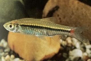 rasbora borapetensis mâle ou rasbora à queue rouge